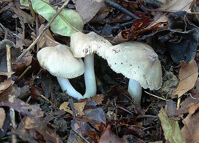 Hygrocybe  fornicata  (Fr.)   Singer